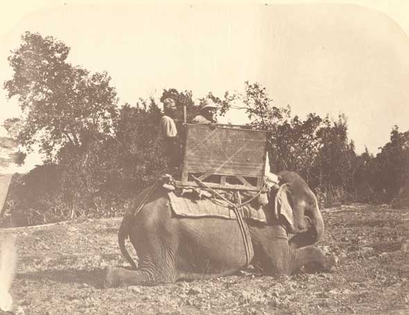 Elephant: The How-da and Litchmer, Old decoys