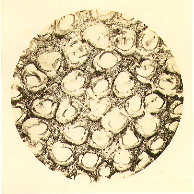 Adolphe Bertsch - Biological Microscope Study