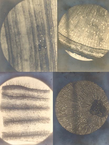 Eight Microscopic Views