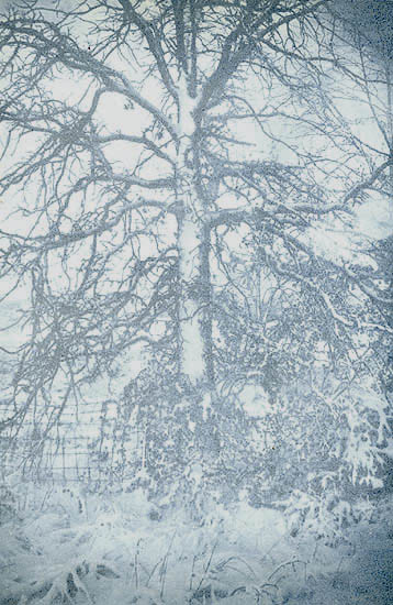 Ted Jones - Virginia Landscape 5 (Tree in Snow)