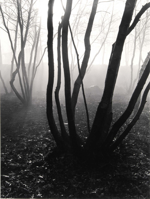 Barbara Morgan - Trees in Fog