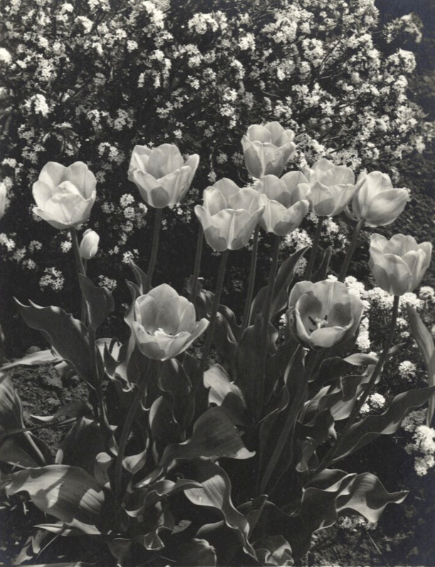 Group of Three Medium Format Negatives and Contact Prints of Flowers and an Exterior Architectural Study from Gottscho-Schleisner Studio