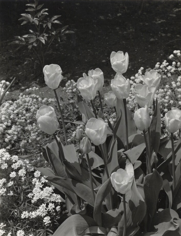 Group of Three Medium Format Negatives and Contact Prints of Flowers and an Exterior Architectural Study from Gottscho-Schleisner Studio