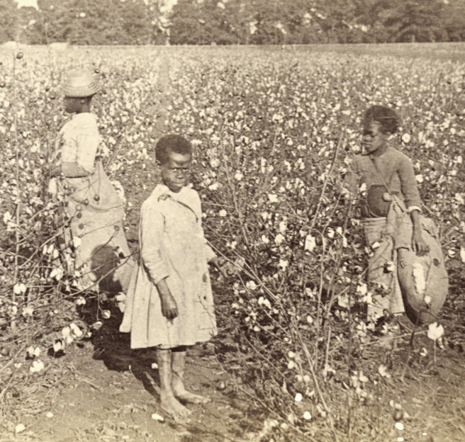 Southern African American Children Picking Cotton