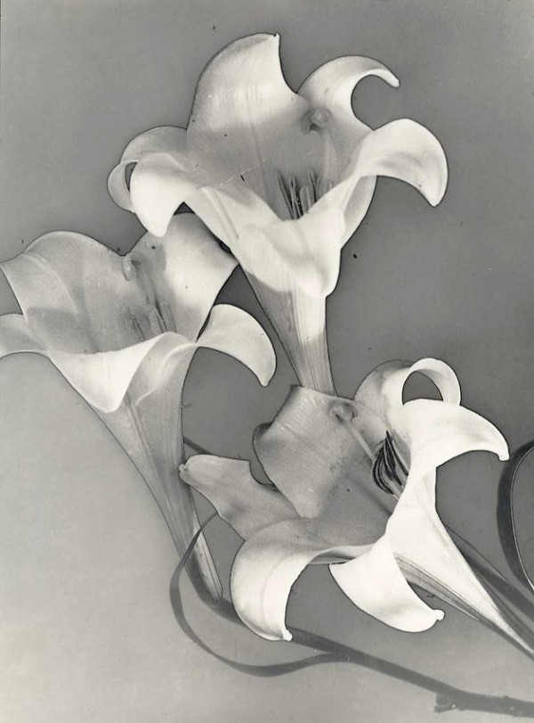 Karel Van Houdt, Solarized Lilies, 1940c