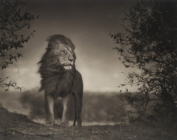 Nick Brandt's Lion Before the Storm I sold for $35,000.