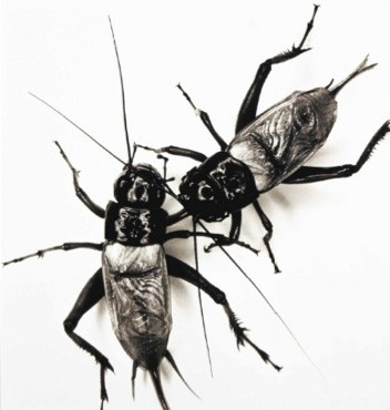 Irving Penn's Fighting Crickets sold for £68,500. (Copyright The Irving Penn Foundation)