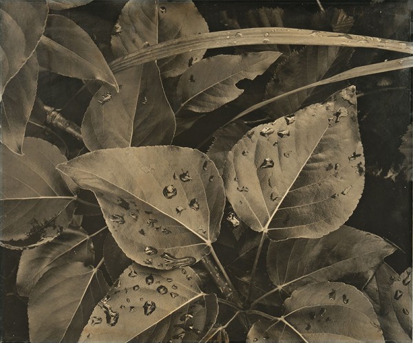Ansel Adams (American, 1902-1984) Leaves and Raindrops, Glacier Bay National Monument, c. 1948 (Lot 142, Estimate: $15,000-25,000)
