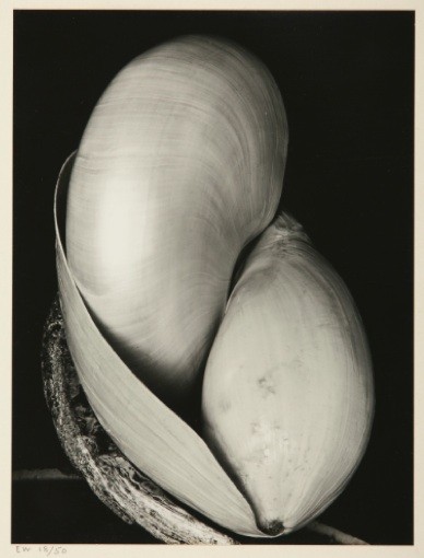 Edward Weston's Shells was the top lot of the Spring auction season at $905,000.